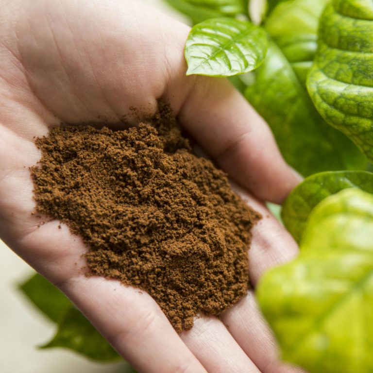 A hand holding out used coffee grounds next to green foliage.