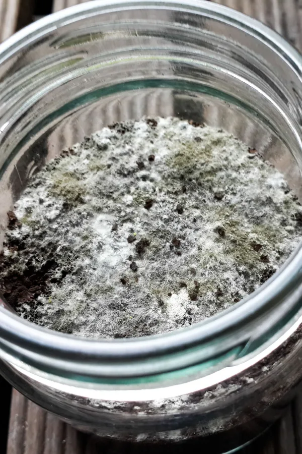 A jar of moldy coffee grounds