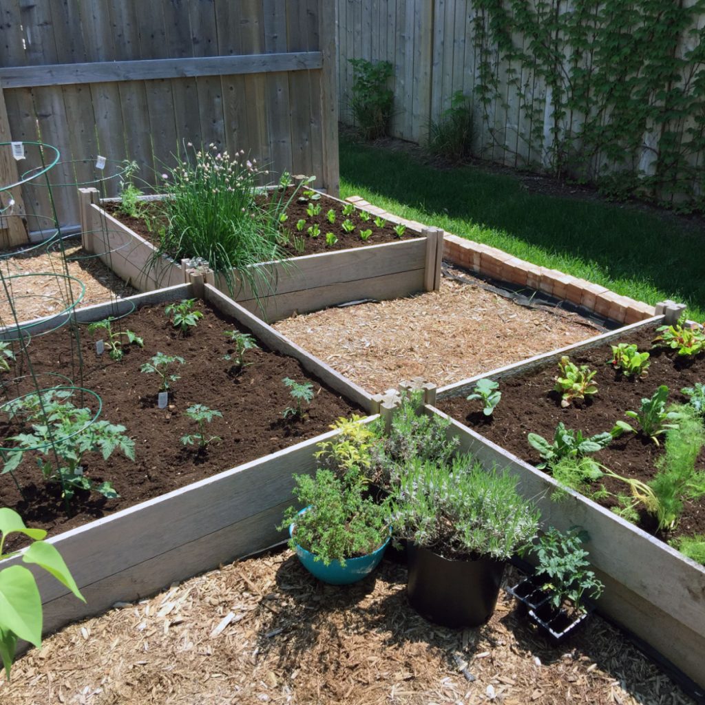A small backyard turned into a modern day victory garden