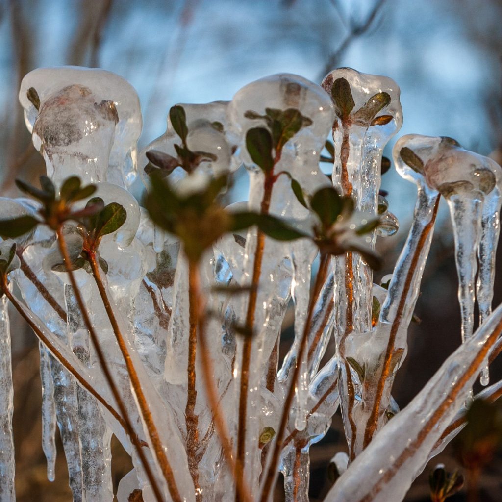 frozen azaleas