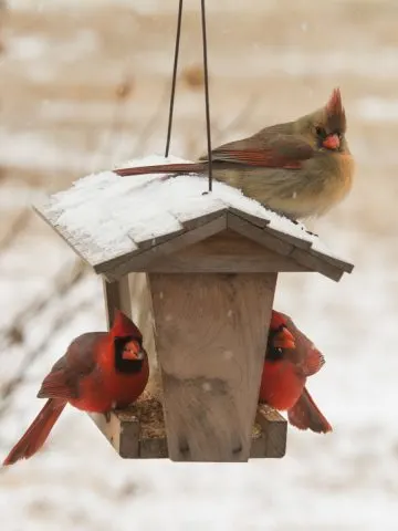 best bird feeders in winter