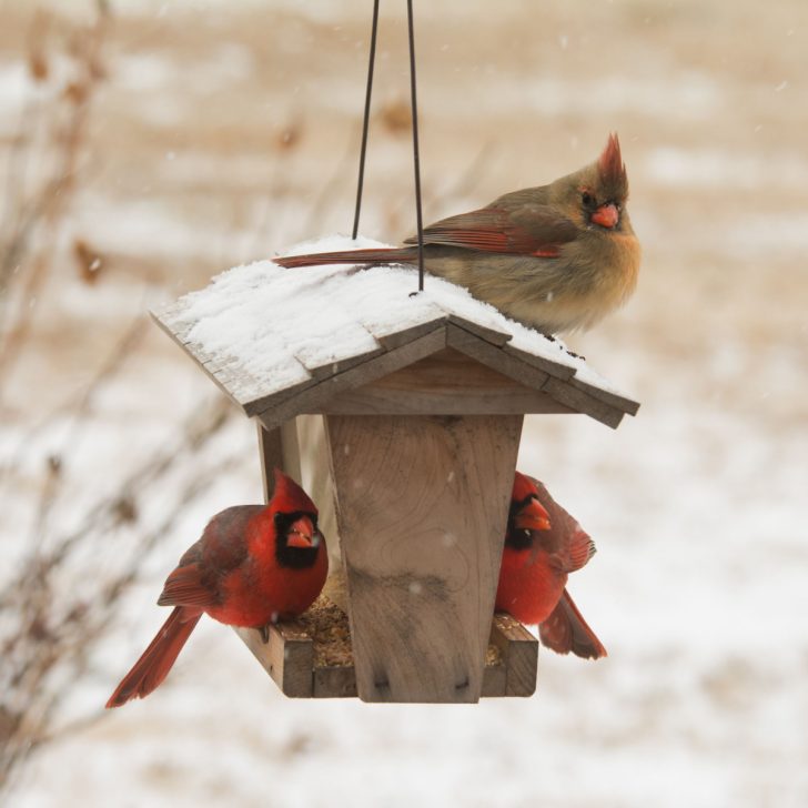 The Best Bird Feeders To Use In Winter How To Best Feed Birds!