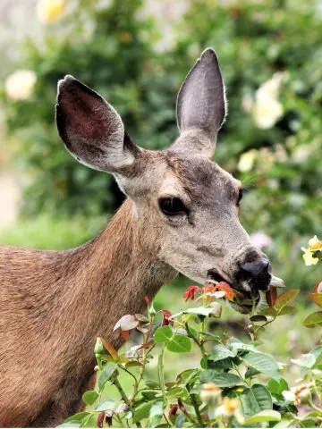 deer resistant bushes