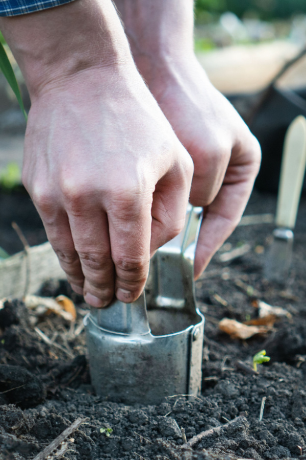 Two hands pushing a traditional bulb planter into the soil. 