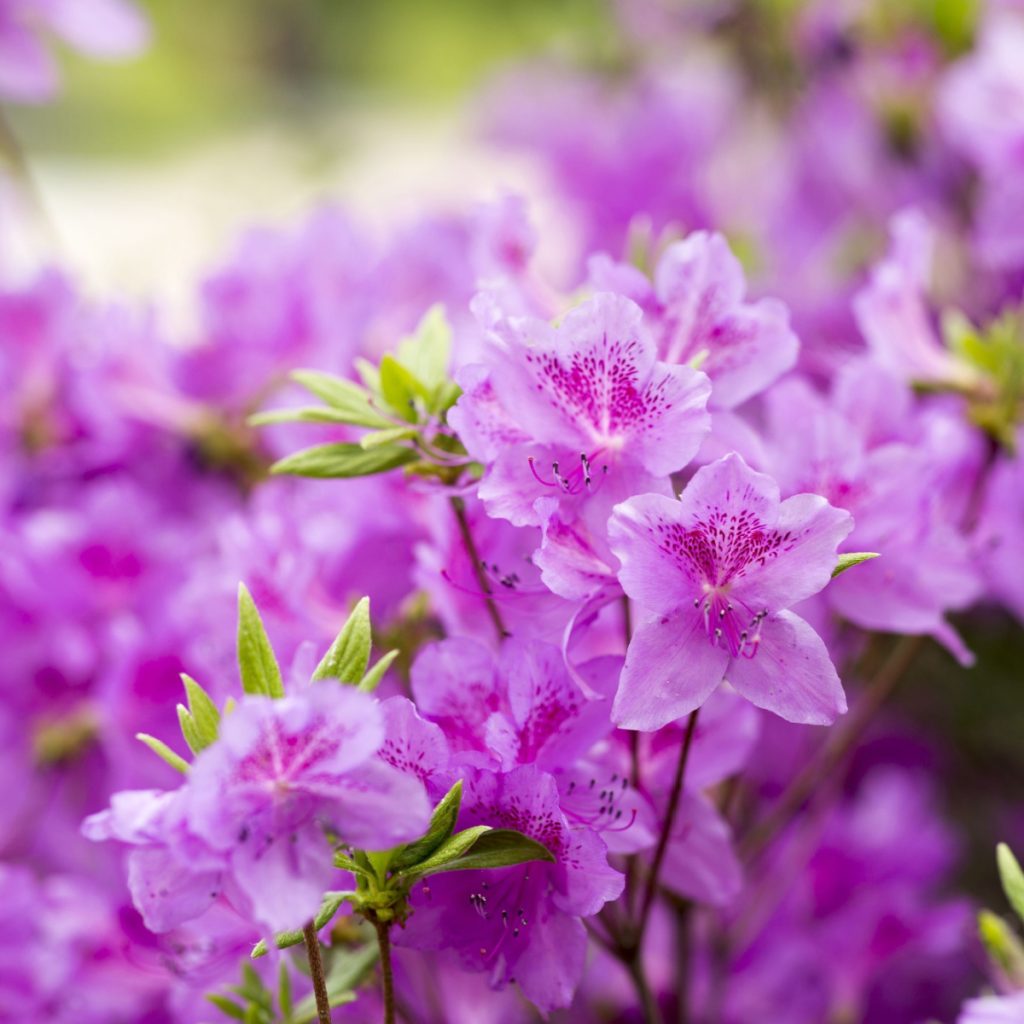 fertilize azaleas - late winter