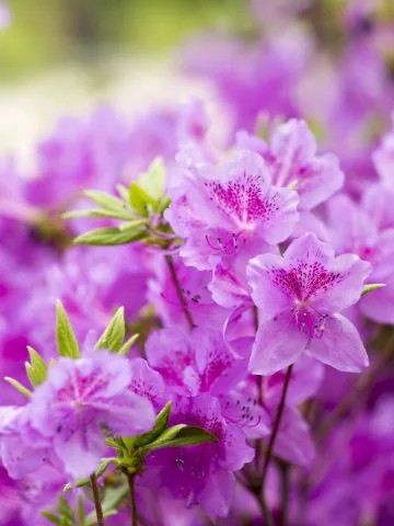 fertilize azaleas - late winter