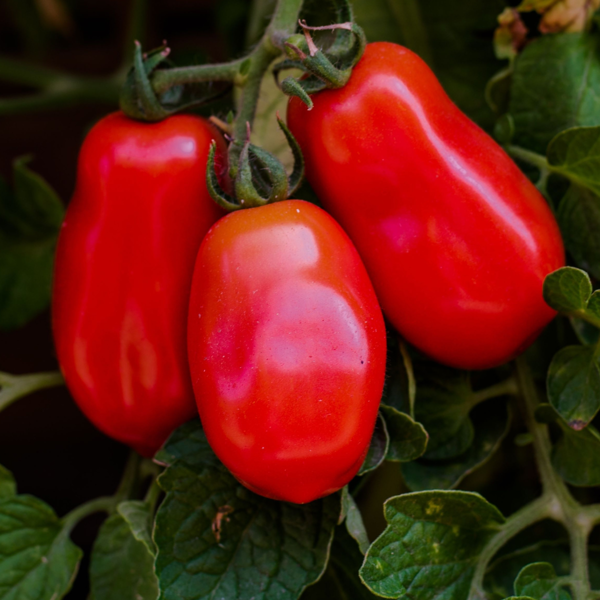 San Marzano Tomatoes The One Tomato You Need To Grow!