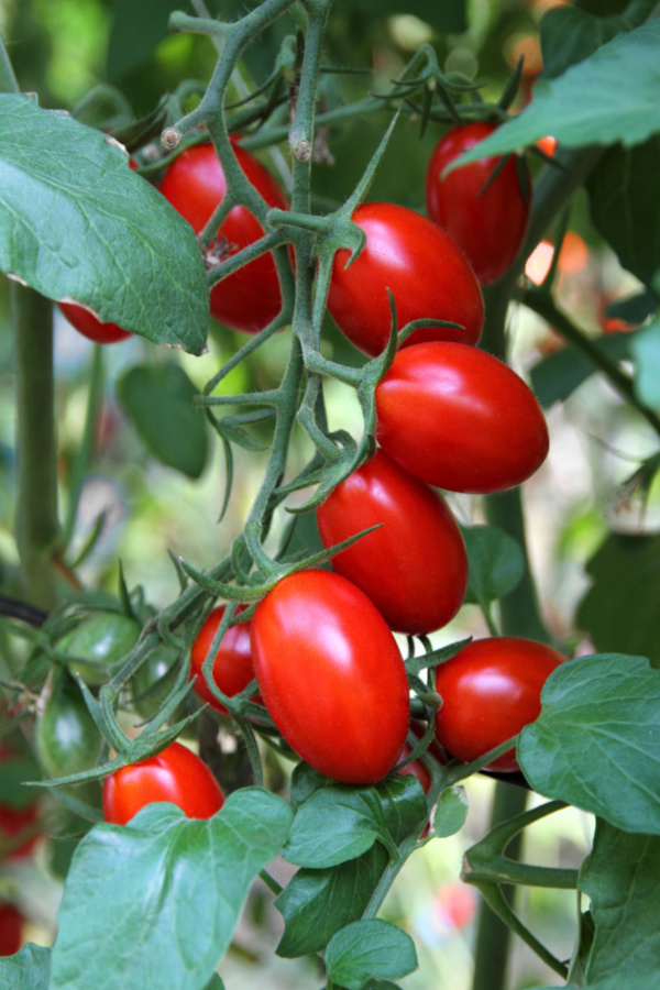 healthy tomato transplants