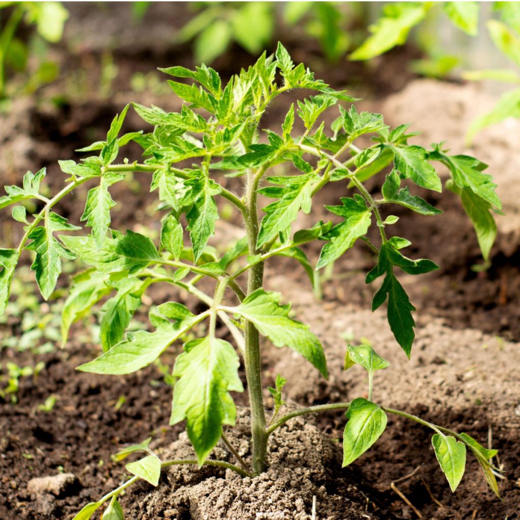 how to plant tomato transplants