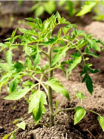 how to plant tomato transplants
