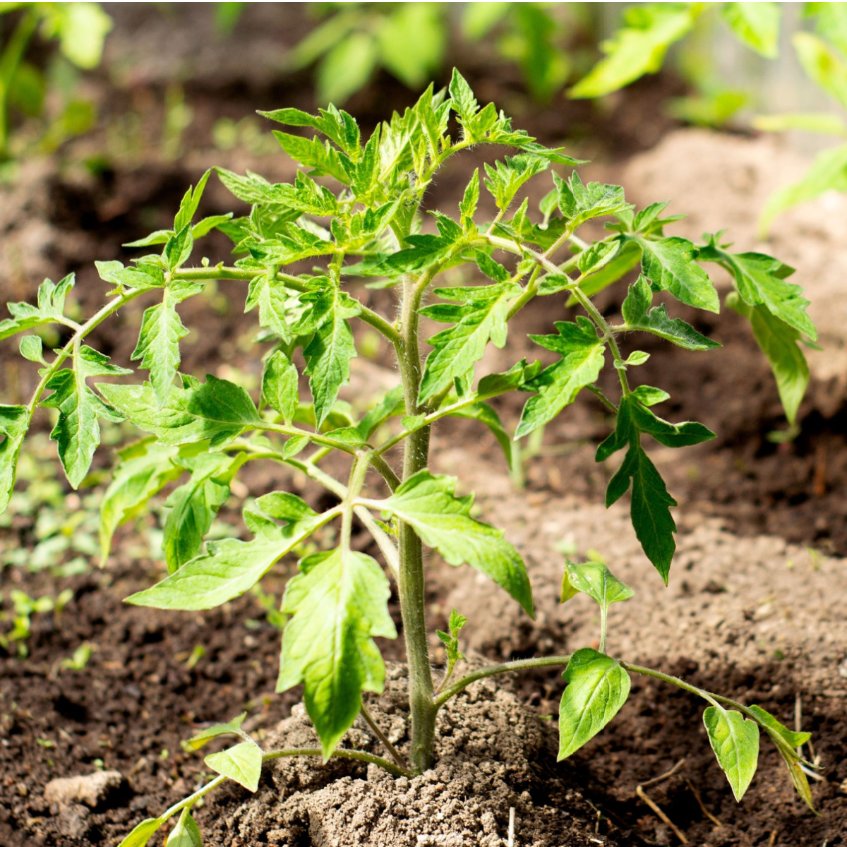 The Best Way To Plant Tomato Transplants! Get Tomatoes To Grow