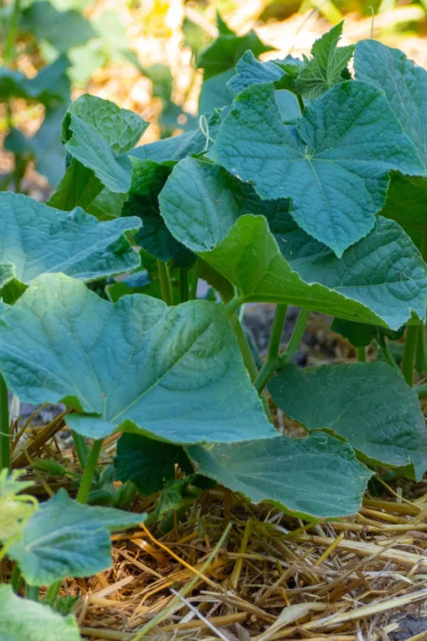 mulching plants - how to plant cucumbers right