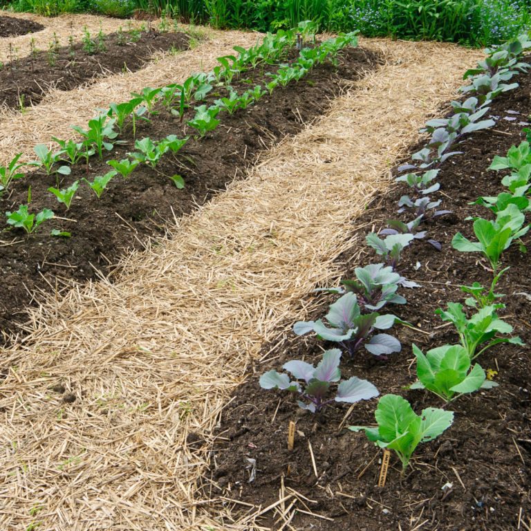 how to create a no till garden