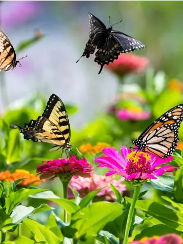 plant a butterfly garden