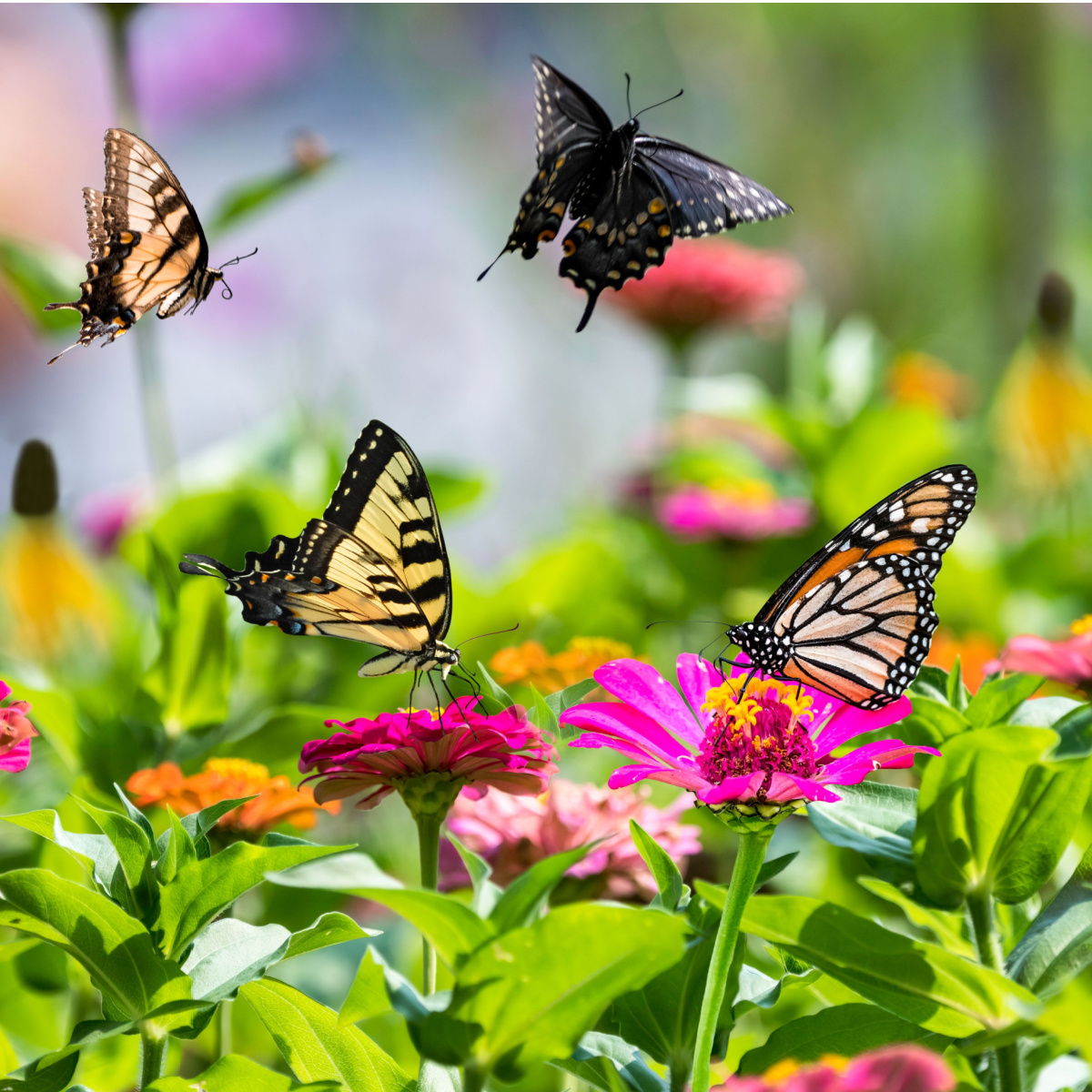 How To Create A Butterfly Garden Plant Plants Butterflies Love!