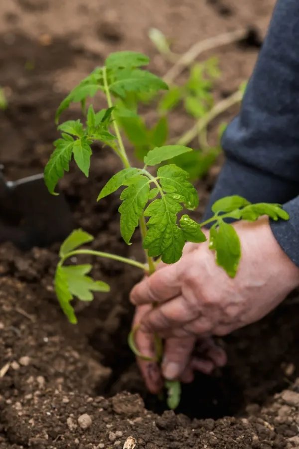 Two hands planting a tomato deep into the soil. 