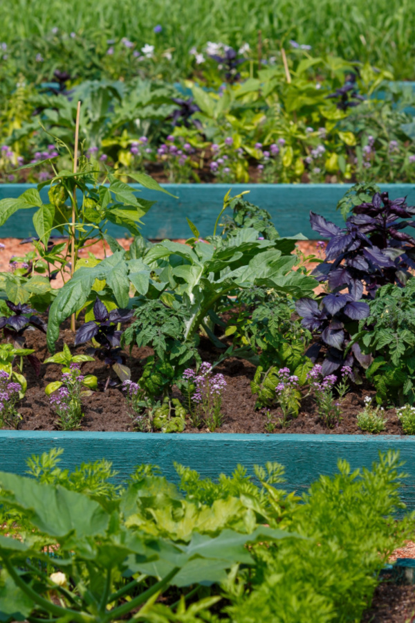 growing a victory garden