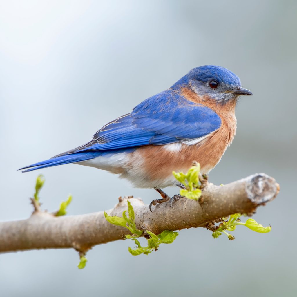 A male bluebird sitting on a tree branch that is just starting to bud. Attracting and feeding them in early spring is key to getting them to stick around all summer.