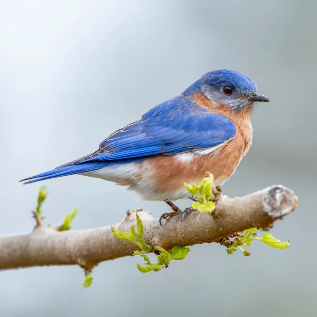 A male bluebird sitting on a tree branch that is just starting to bud.