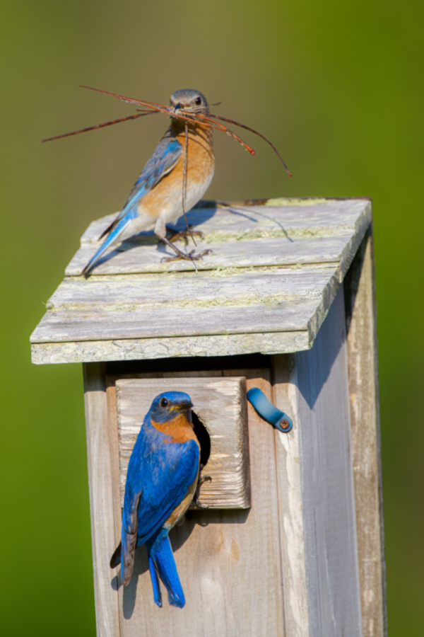 A male and female bluebird on a saltbox house - a great birdhouse specifically made to attract bluebirds.