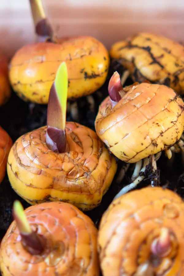 Sprouting gladiolus corms in a pile.