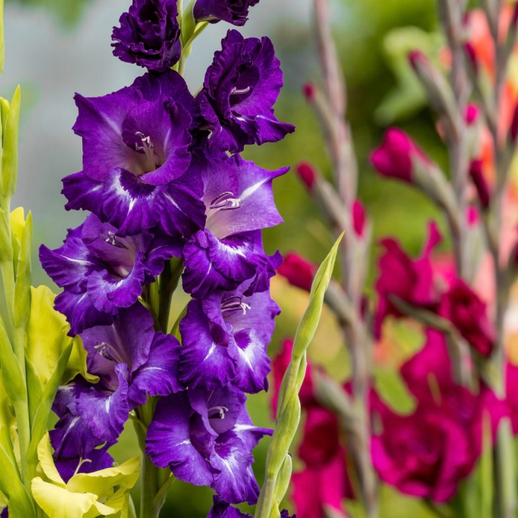 Multiple colors of gladiolus blooms on display with a bright purple one in the foreground.