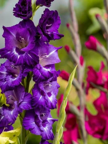 Multiple colors of gladiolus blooms on display with a bright purple one in the foreground.