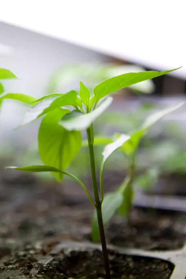 using artificial light for growing vegetables