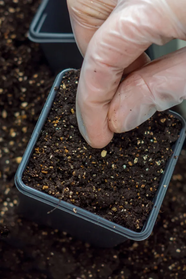 planting in a growing container. 