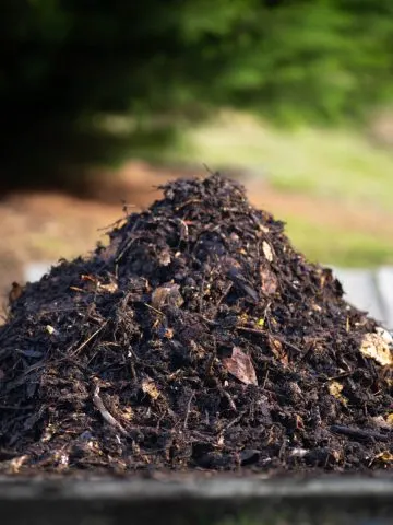 A pile of finished compost