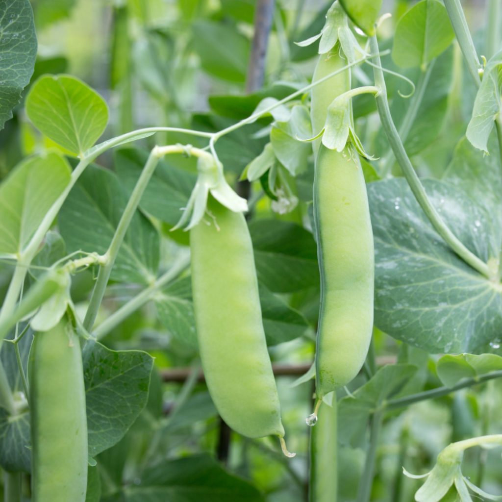 Sugar snap peas ripening on a plant; one full plump and ready for harvesting.