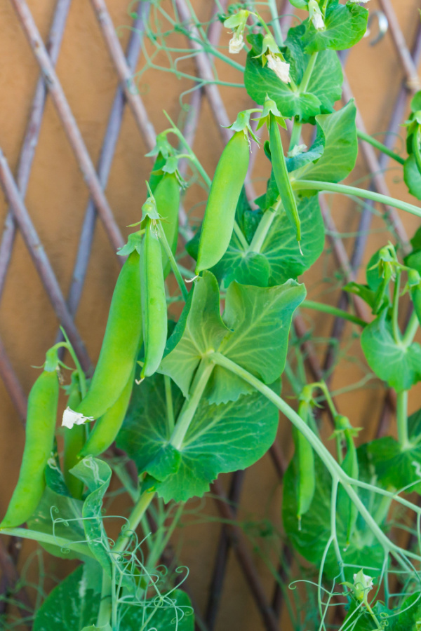 Peas growing up a metal fence with several ripening peas on the vines.