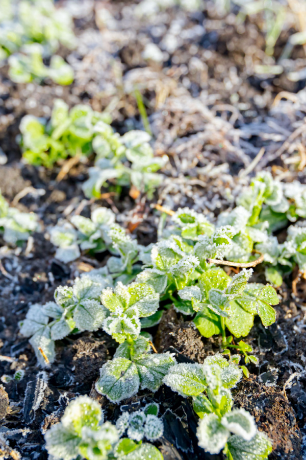 Several small sugar snap pea seedlings with light frost on their foliage. 