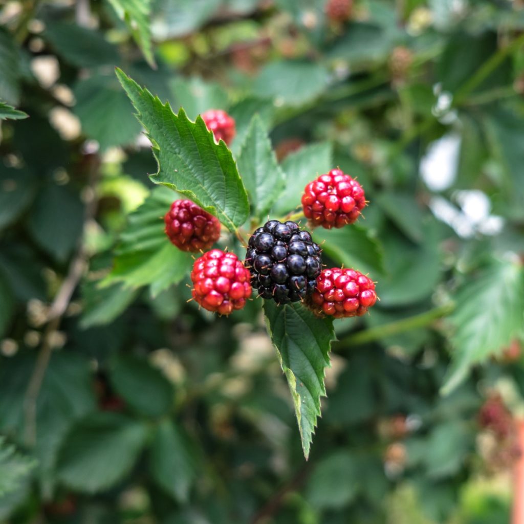 A thornless blackberry plant