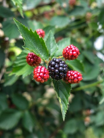 thornless blackberry plant