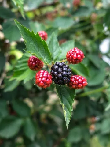 thornless blackberry plant