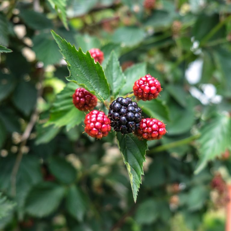 thornless blackberry plant