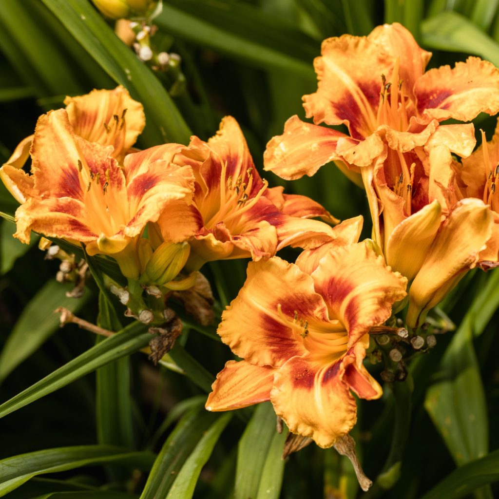 how to fertilize daylilies in early spring