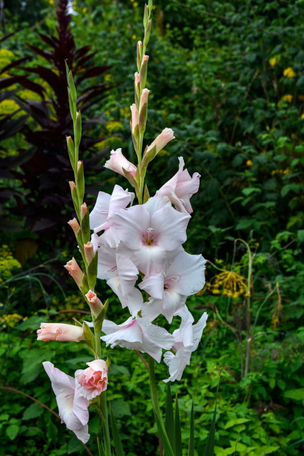 A white flowering gladiolus stalk.