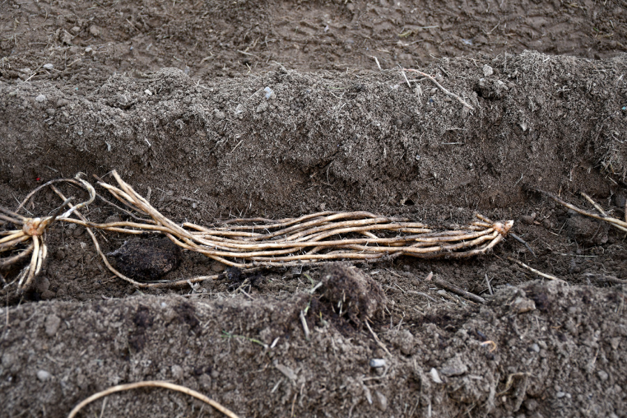 trench method - planting asparagus