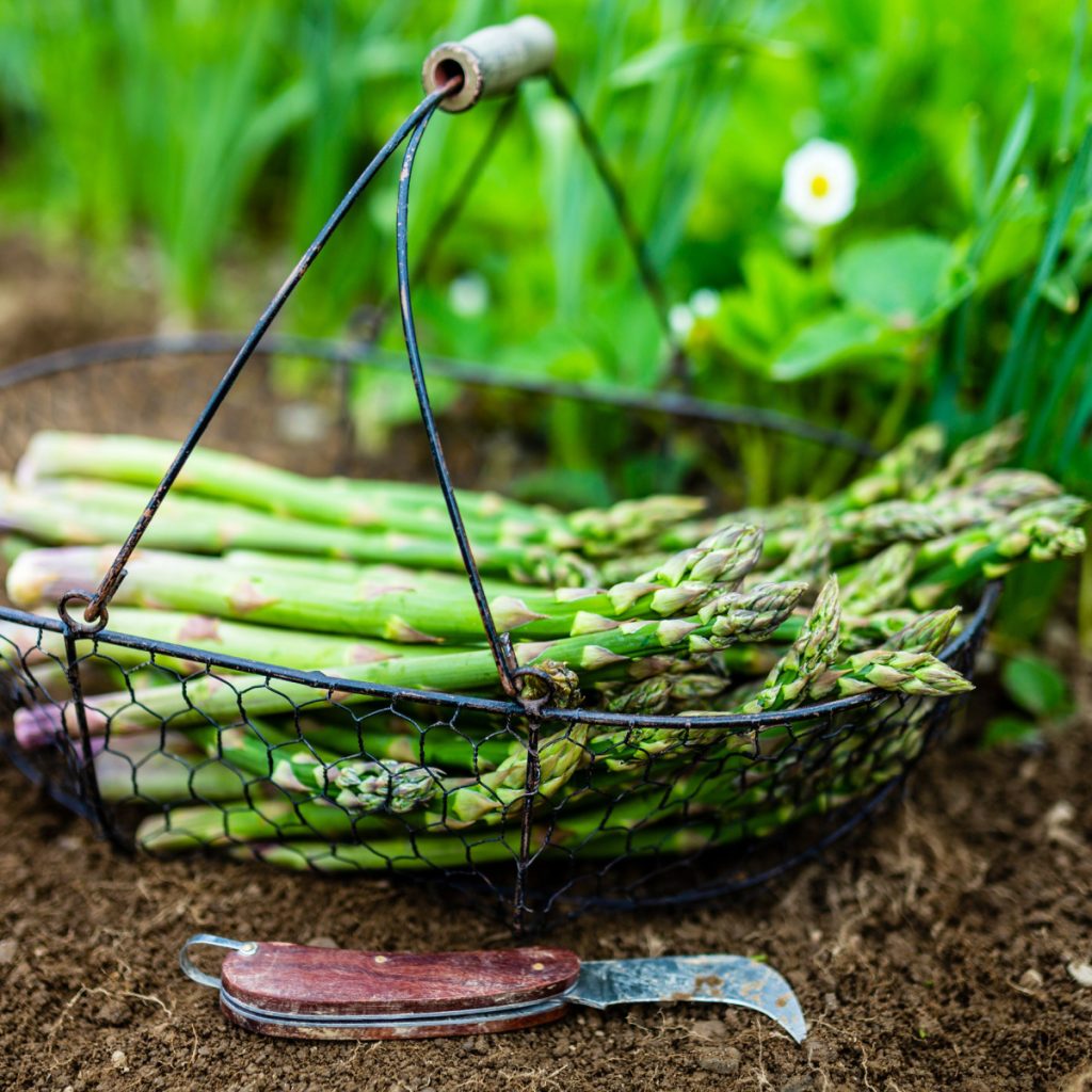 perfect way to plant asparagus