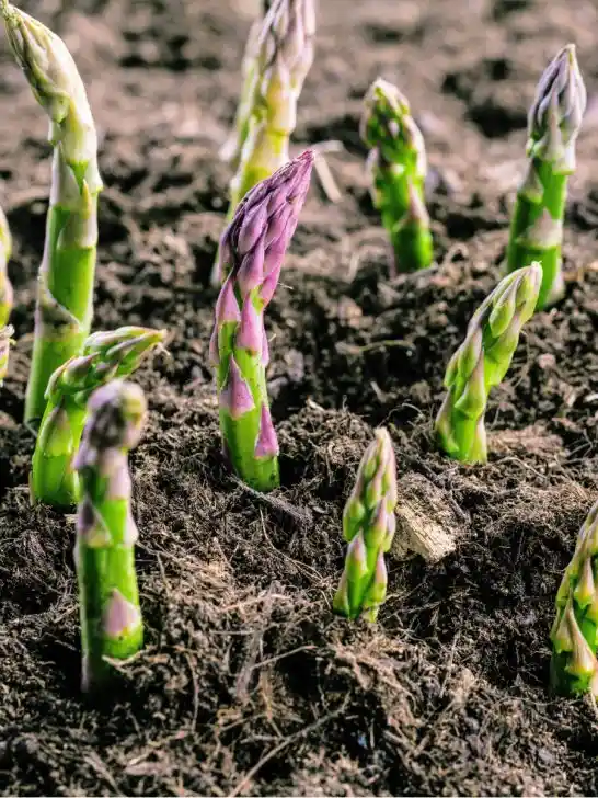 plant asparagus