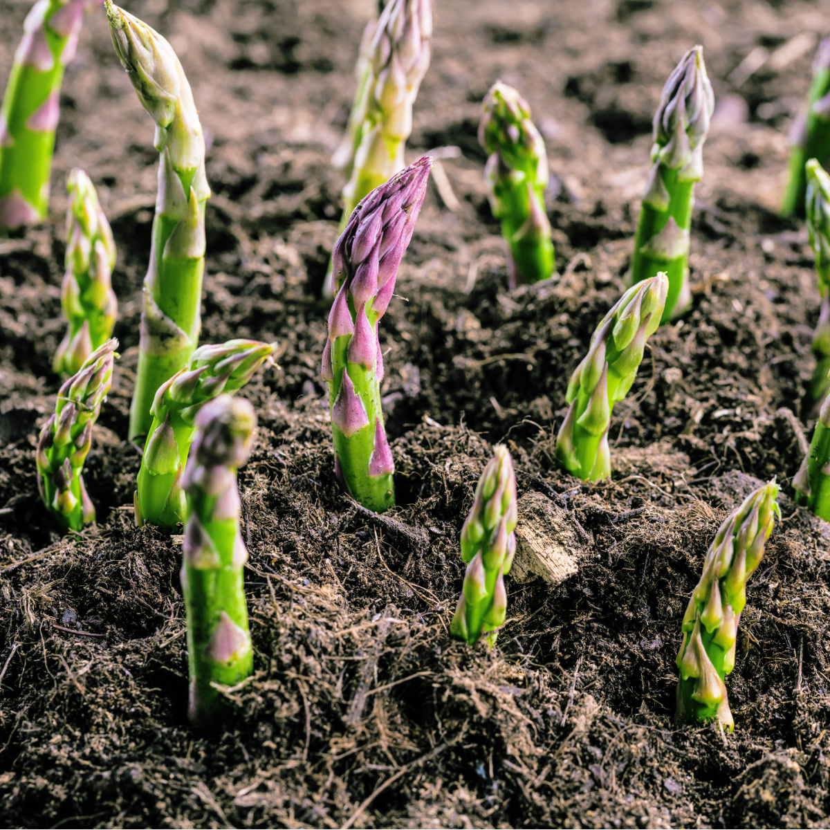 plant asparagus