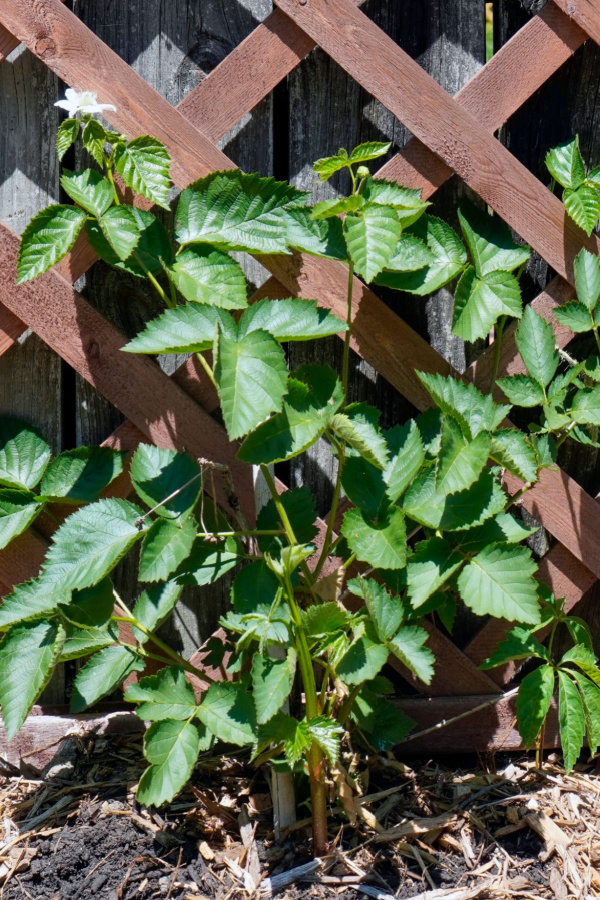 Young thornless blackberry bush in front of trellis