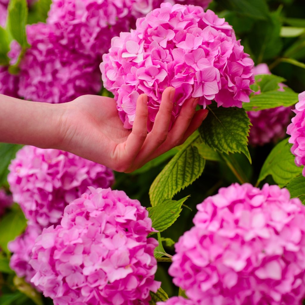 A female hand holding large pink hydrangea blooms