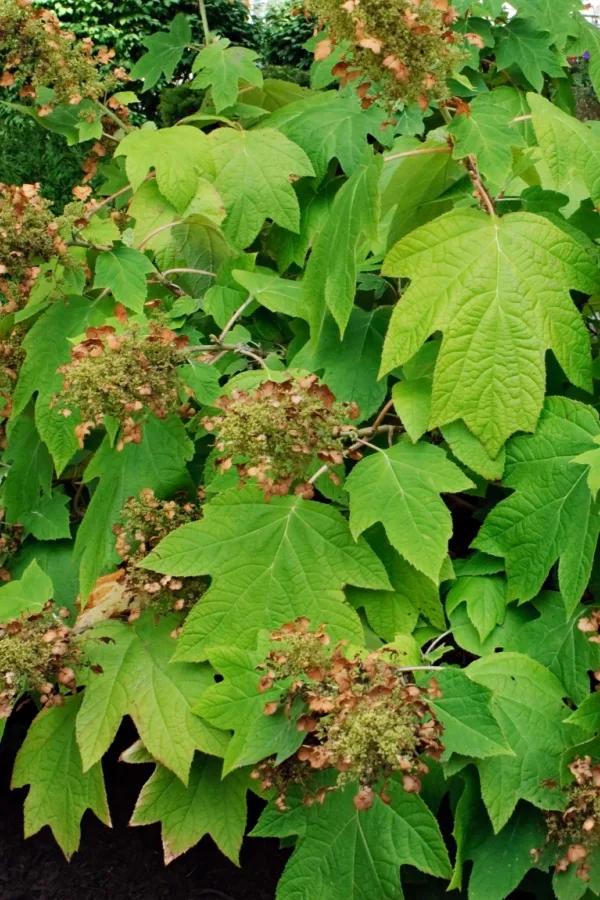 Large oakleaf hydrangea - how to fertilize hydrangeas in the spring