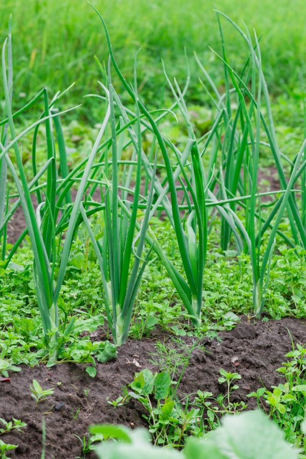 Weeds amongst growing onions - plant onion sets
