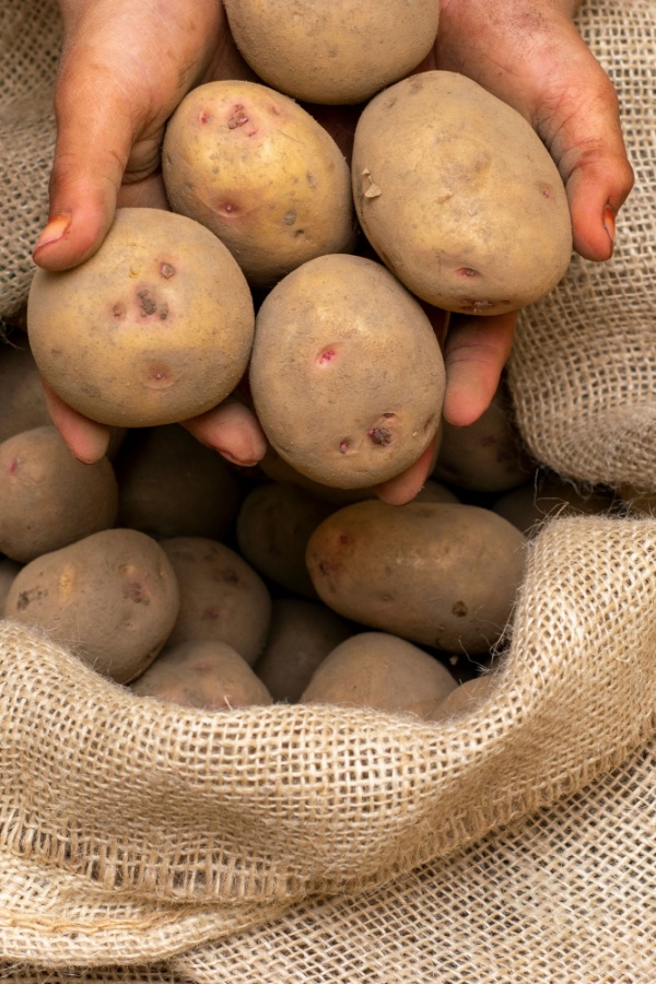 two hands holding stored potatoes