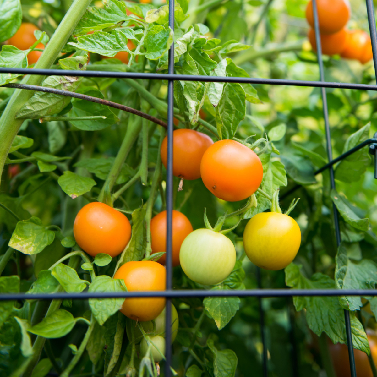 The Best Way To Support Tomato Plants!