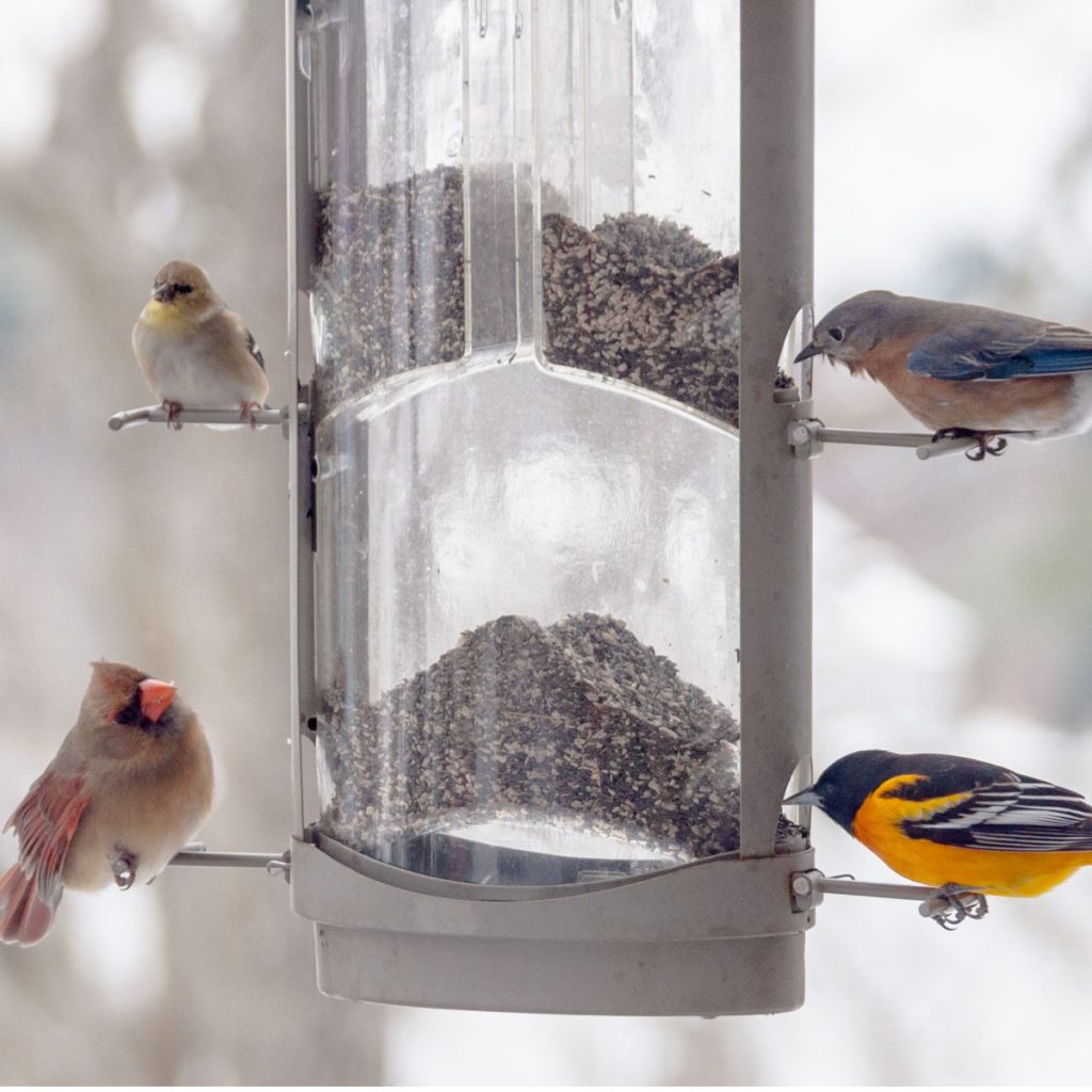feed birds in the spring